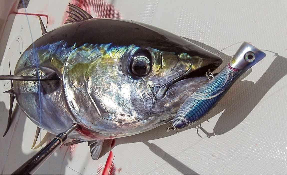 An angler fighting a yellowfin tuna hooked on a popper