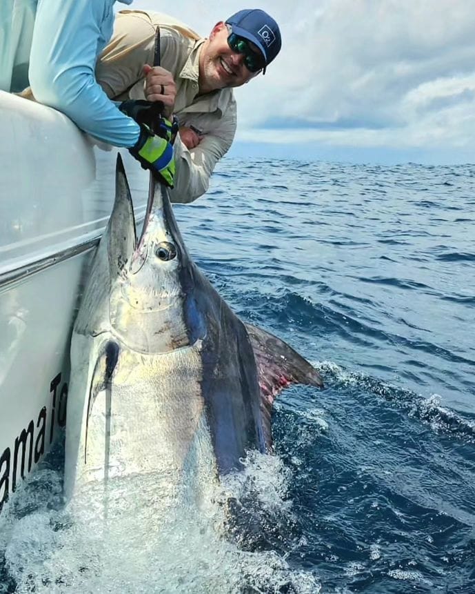 A black marlin showing its short dorsal fin