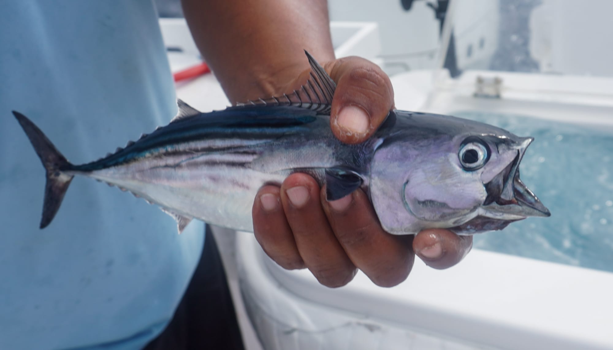 A live bonito used as bait for big yellowfin tuna