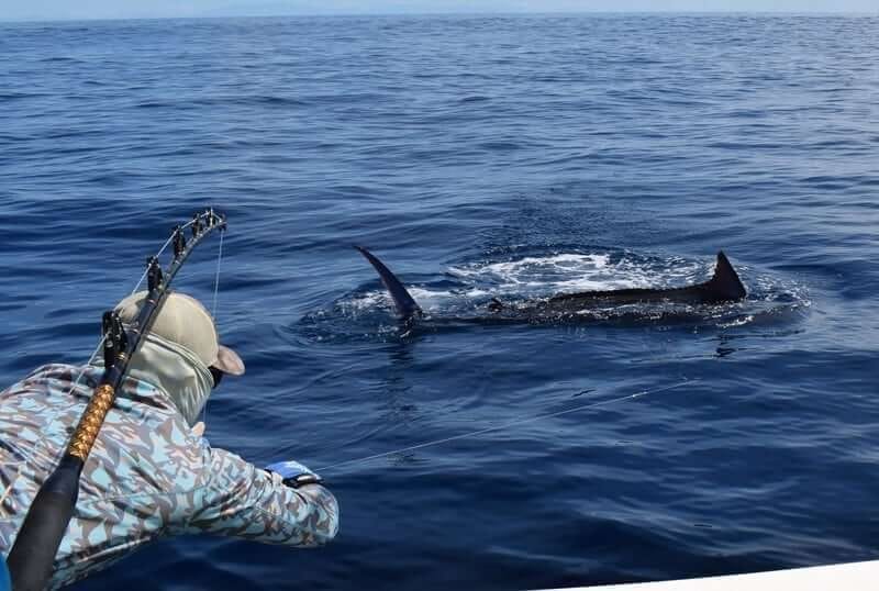 A black marlin in the water on the leader