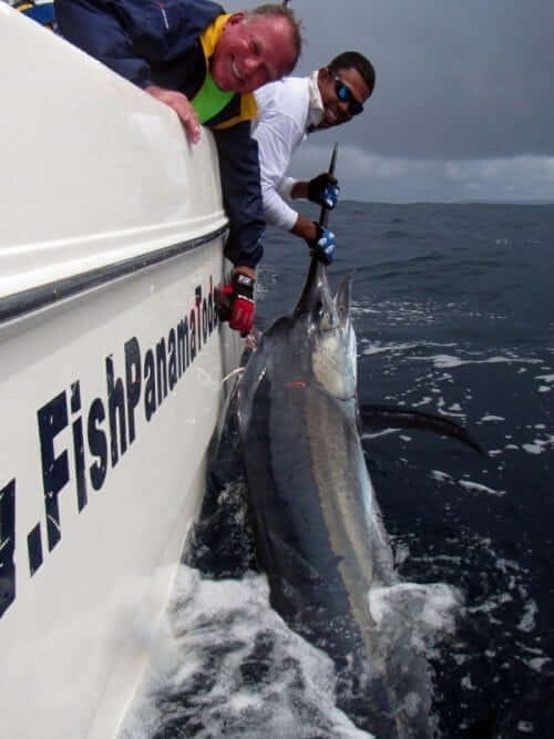 Marlin caught and released at Hannibal Bank, Panama