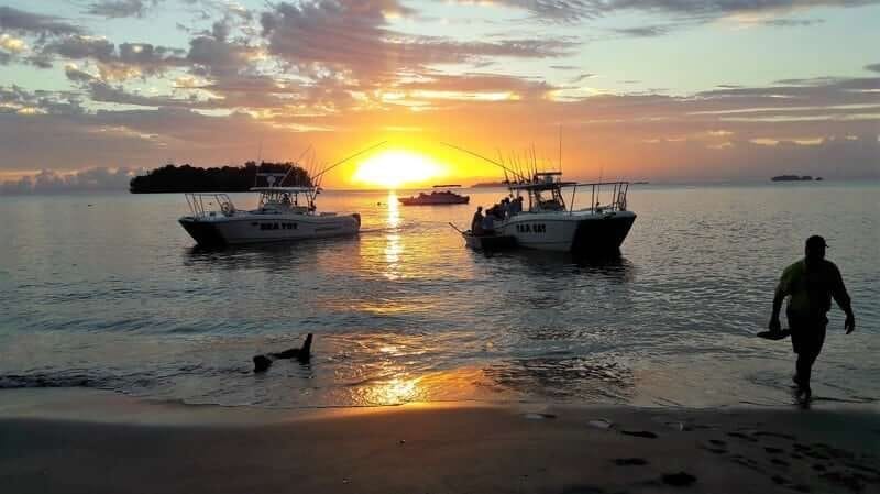 Cubera snapper landed in the Gulf of Chiriqui