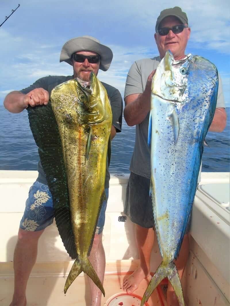 Bull dorado caught in Panama