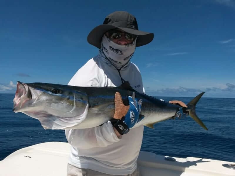 Yellowfin tuna in the Gulf of Chiriqui