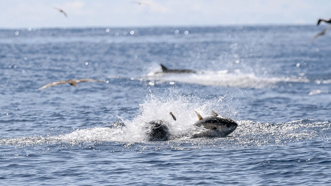 Busting tunas at Sport Fish Panama Island Lodge