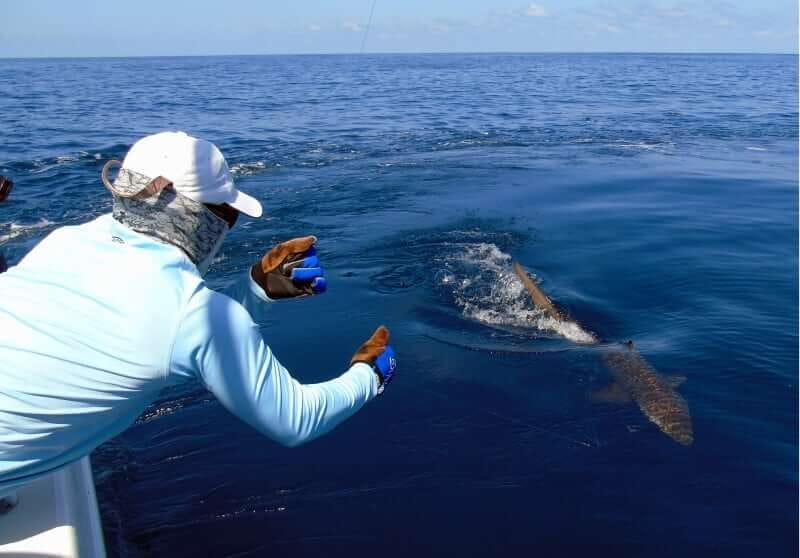 Offshore tuna fishing at Hannibal Bank