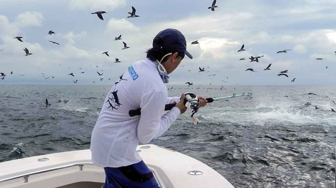 Anglers fighting yellowfin tuna in a tuna boil