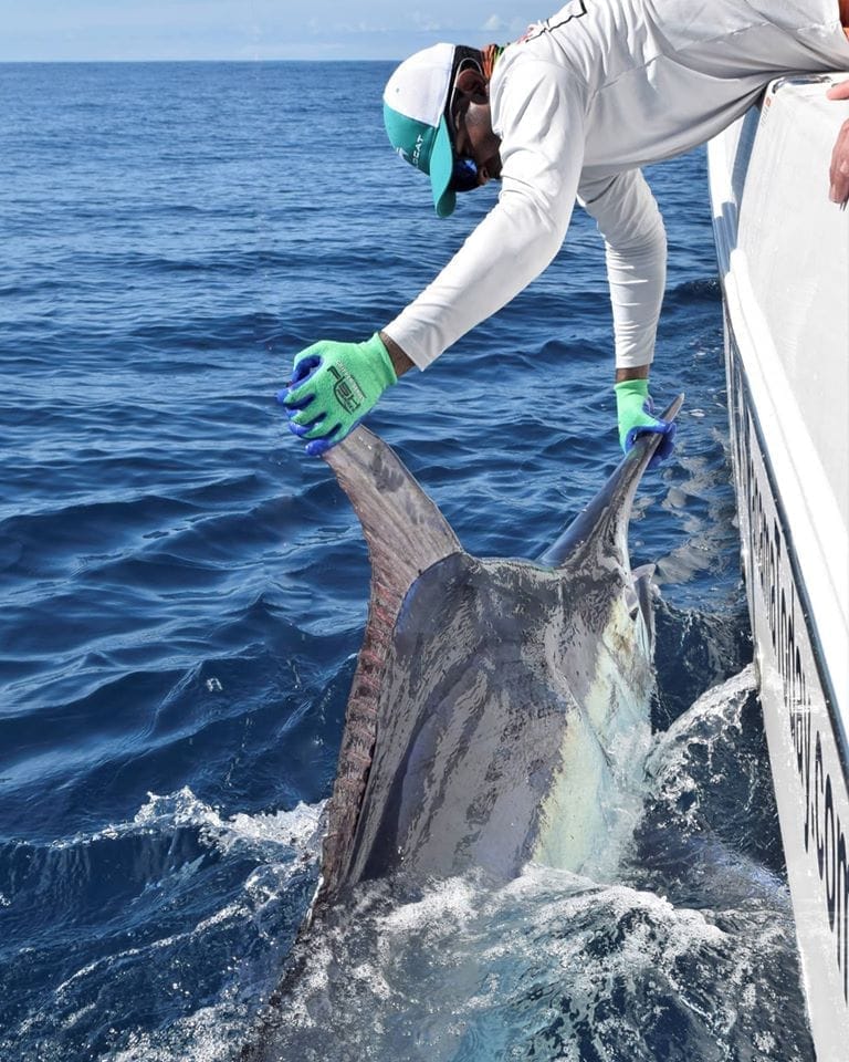 Black marlin on a live bait