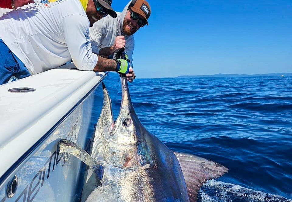 Black marlin in the Gulf of Chiriqui