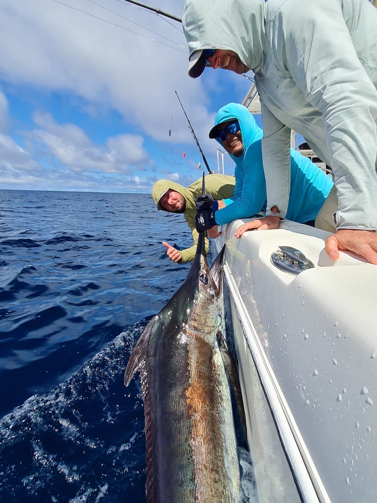 Blue marlin with retracted pectoral fins