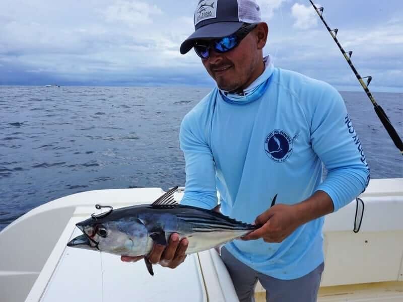 Bridle-rigged bonito ready to deploy