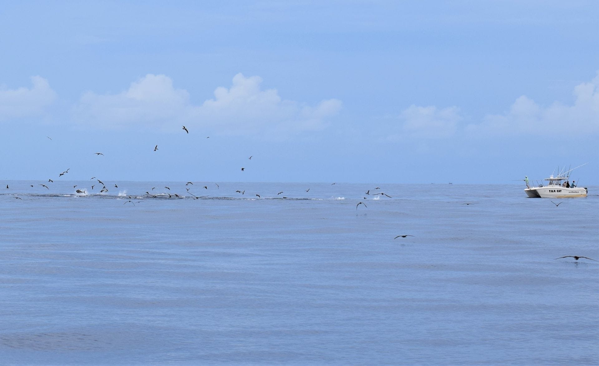Tuna feeding frenzy on the surface